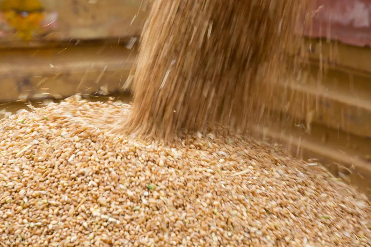 原創(chuàng)托市小麥拍賣清單出來了！小麥行情要反轉(zhuǎn)？