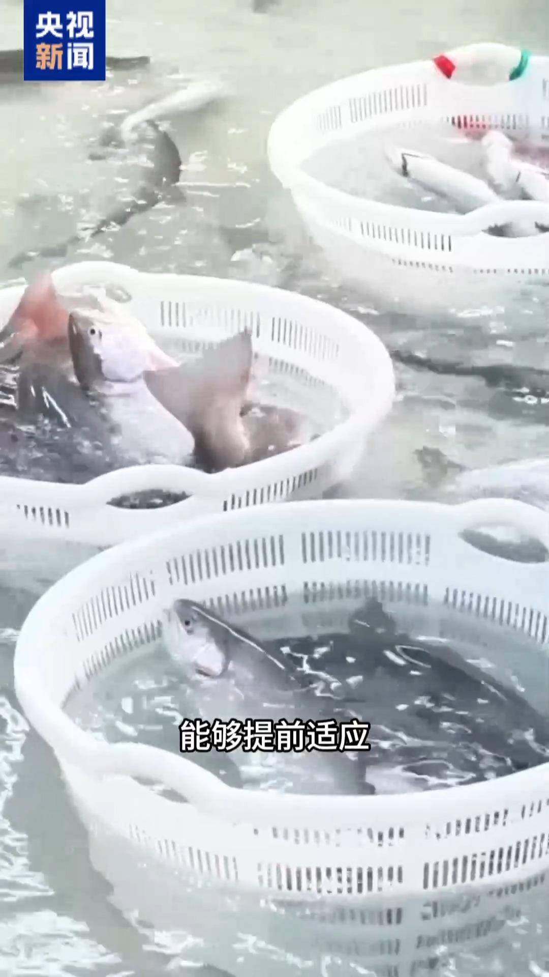 “十五五”開好局 起好步丨三文魚也要“搬家” 陸海接力養(yǎng)殖助力“藍(lán)色糧倉(cāng)”