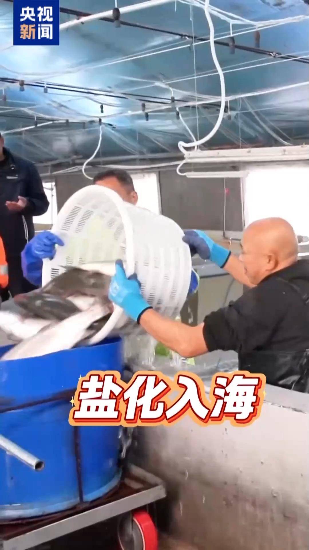 “十五五”開好局 起好步丨三文魚也要“搬家” 陸海接力養(yǎng)殖助力“藍(lán)色糧倉(cāng)”